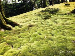 -西芳寺(苔寺)