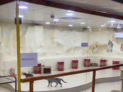 -上海大自然野生昆虫馆(东方明珠·爬宠昆虫探索中心)