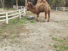 -都江堰玫瑰花溪谷