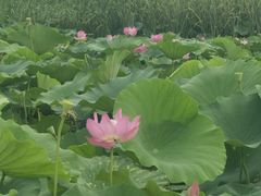 -白洋淀风景区