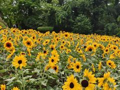 -沈阳植物园