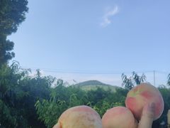 -老袁家蜜桃农场·阳山水蜜桃