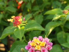 -漫渡庄绿岛花园•隐世庭园菜(滨湖店)
