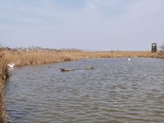 -盐城丹顶鹤湿地生态旅游区