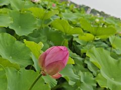 -嘉北郊野公园