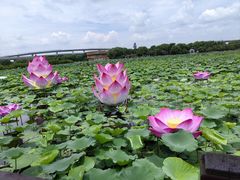 -荷塘月色湿地公园·向阳花洲