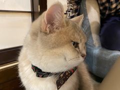 -逗柴咖啡屋·狗咖猫咖宠物桌游