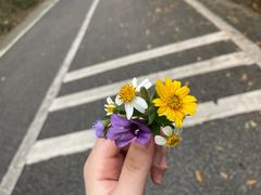 -梧桐山风景名胜区