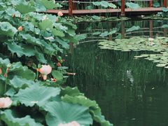 -陈家山荷花公园