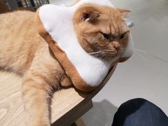 -藏猫猫咖啡主题馆(中央大道店)