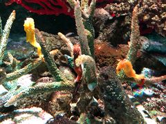 -暹罗海洋世界