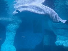 -海合安武汉极地海洋公园