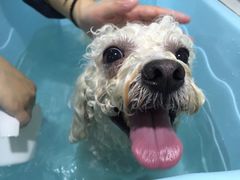 -汪星球宠物生活馆