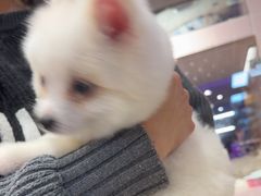 -FAELING PETS美天灵宠物(富力广场店)