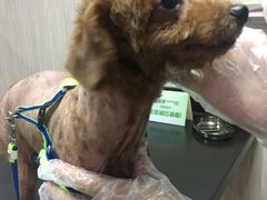-安安宠医宠物医院·异宠·犬猫内科(岳阳分院)