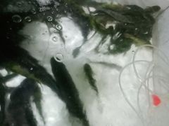 -金台阶鱼馆(于桥水库店)