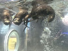 -哈尔滨波塞冬海底世界
