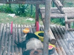 -大连森林动物园