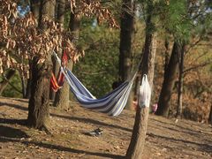 -上海共青森林公园