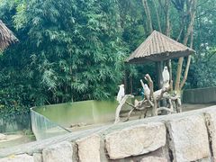 -上海野生动物园