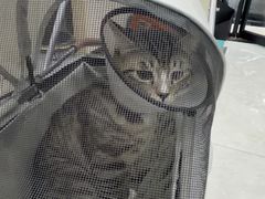 -安安宠医宠物医院·异宠·犬猫内科(岳阳分院)