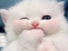 -南锣肥猫·麻辣烤鱼·15年现烤现卖(通州领展店)