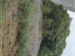 -新洲生态园