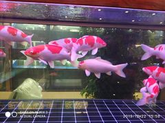 -中环花鸟鱼虫市场