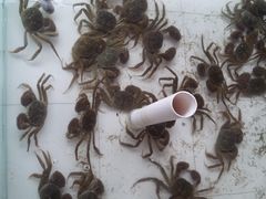 20130928_123052-丫丫蟹庄·苏式园林农家乐·阳澄湖大闸蟹(阳澄湖莲花岛店)