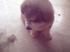 -1013 PET SHOP 宠物商店(近铁城市广场店)