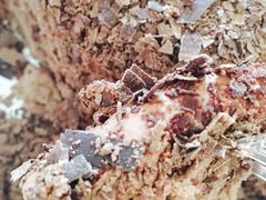 -丽莎蓓甜CAKE生日蛋糕·动物奶油(石家庄店)