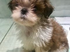 -momokira米努特·德文卷毛猫·棉花面纱犬