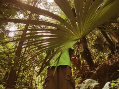 -素山寺森林公园