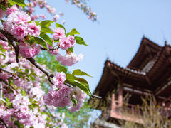 -西安青龙寺遗址景区