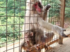 -岚山猴子公园