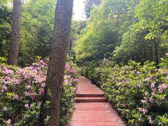 -铁山坪森林公园