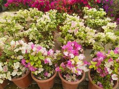 -龙大花卉苗木市场