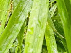 -重庆市江北嘴中央商务区中央公园