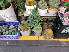 -溪岸路花鸟市场