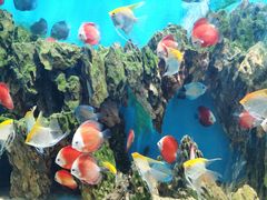 -海合安武汉极地海洋公园