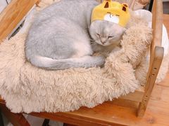 -猫小院猫主题咖啡厅(北锣店)