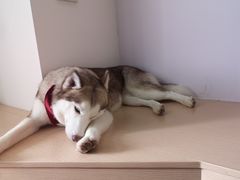 -Husky Go! 哈士奇体验馆·宠物咖啡厅狗咖