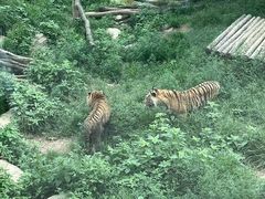 -大连森林动物园