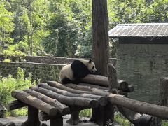 -都江堰中华大熊猫苑