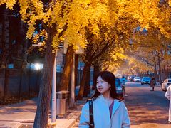 -三里屯东五街银杏大道