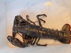 -鱼乐轩·俄罗斯海鲜直供餐厅(群力店)