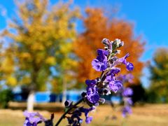 -永定河休闲森林公园