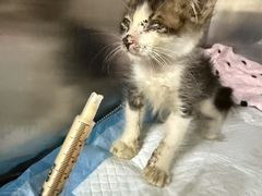 -东莞宠友24H宠物中心医院·转诊夜诊·异宠(新河北路院)