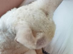 -楼上猫咖(罗湖店)