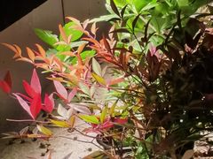 -花锦堂·隐庐